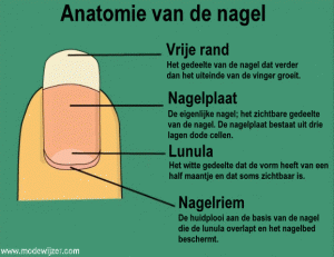 nagels