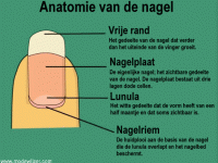 Gezonde nagels